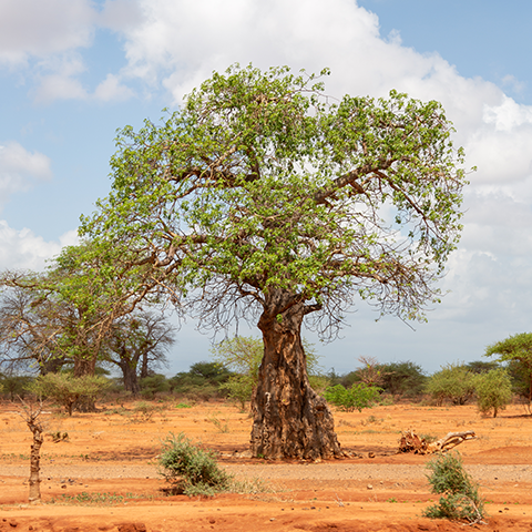 Naturents Sağlık Kaynakları Baobab Ağacı